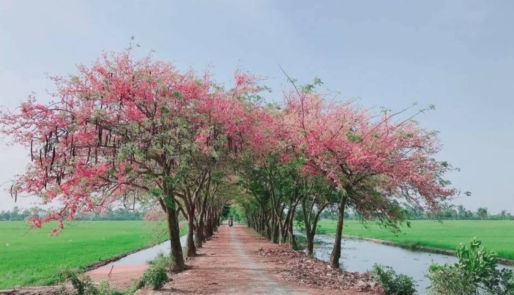 Bông ô môi đẹp khoe sắc những ngày hè
