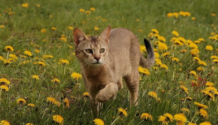 Mèo Chausie 1_tinviettoday