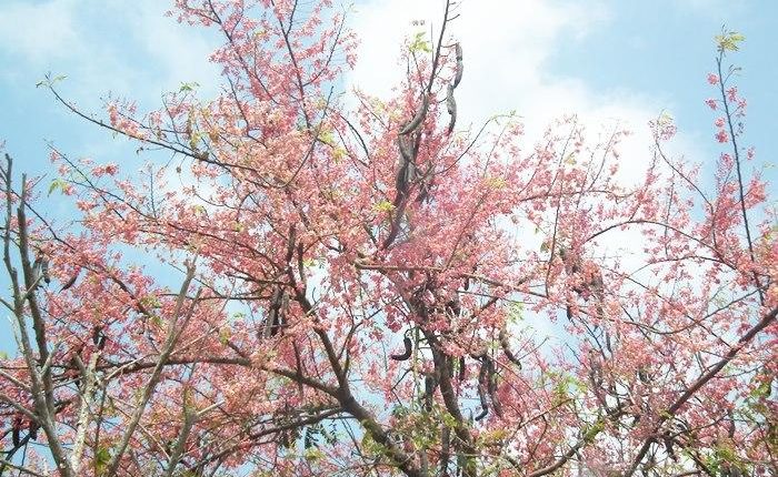 Mùa bông ô môi đẹp không thua kém hoa anh đào 1