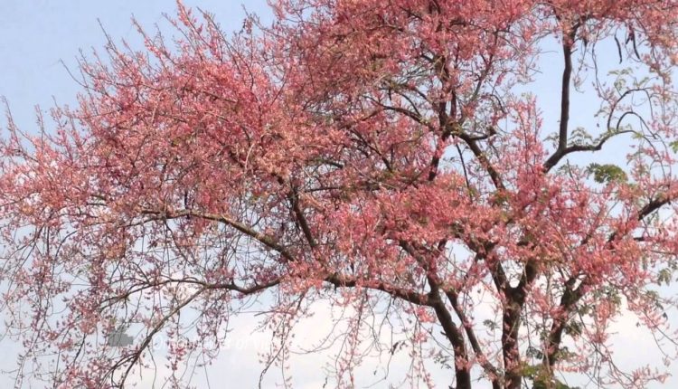 Mùa bông ô môi đẹp không thua kém hoa anh đào