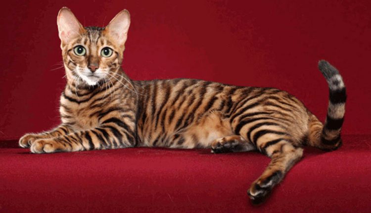 mèo Toyger_tinviettoday