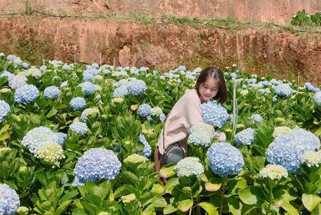 đà lạt vườn hoa cẩm tú cầu_tinviettoday
