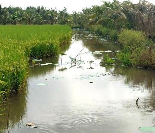 soc-trang-hieu-qua-mo-hinh-3-cay-1-con-vung-dat-trung-tin-viet-today-vn-2