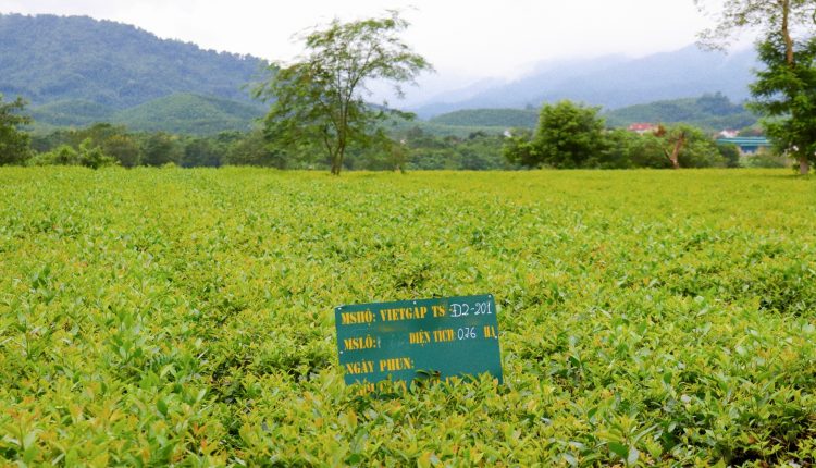ha-tinh-che-xanh-tay-son-vuon-len-khang-dinh-thuong-hieu-tin-viet-today-vn-5