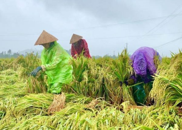 quang-ngai-ho-tro-nong-dan-khac-phuc-hau-qua-do-mua-lon-keo-dai