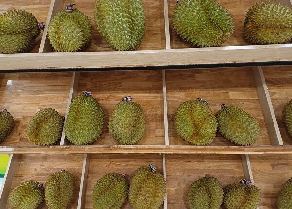 kham-pha-le-hoi-sau-rieng-dak-lak-20261